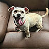 animal, brown, collar, companion, cute, dog, domestic_animal, ears, four_legs, friendly, fur, happy, indoor, leather_chair, looking_up, pet, small_dog, smiling, tail, tongue_out
