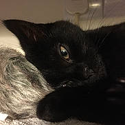 Hope is registered to the contest to win money with this photo: animal_face, black_cat, close_up, companion, cozy, cute, domestic_animal, feline, fur, furry, indoor, kitten, paw, pet, relaxed, resting, sleepy, soft_texture, toy, whiskers