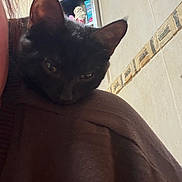 Toothless is registered to the contest to win money with this photo: bathroom, black_cat, brown_clothing, cat, close_up, comfort, cute, domestic_animal, ear, face, fur, home, indoors, person_partial, pet, relaxed, resting, shelf, shoulder, tile_wall