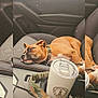 Jubee joined the competition — help win amazing prizes! dog, sleeping, car_interior, seat, collar, leash, tumbler, army_national_guard, cup_holder, brown_dog, resting, pet, vehicle, relaxation, fabric_seat, accessory, close_up, domestic_animal, nap, calm