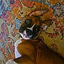 Jubee is registered to the contest to win money with this photo: dog, puppy, boxer, lying_down, carpet, colorful_rug, pet, curious, ears, brown_fur, white_paws, indoor, cute, animal, playful, looking_up, young_dog, face, expression, fur