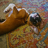 Jubee joined the competition — help win amazing prizes! dog, playful, upside_down, brown, white, indoor, carpet, patterned_rug, ears, pet, animal, relaxed, curious, floor, collar, canine, laying_down, domestic, cute, companion