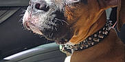 Jubee is registered to the contest to win money with this photo: dog, puppy, boxer, car, car_interior, dog_collar, spiked_collar, blanket, sunlight, window, tree, greenery, pet, animal, portrait, side_view, cute, domestic_animal, young_dog, seat