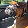 dog, puppy, boxer, car, car_interior, dog_collar, spiked_collar, blanket, sunlight, window, tree, greenery, pet, animal, portrait, side_view, cute, domestic_animal, young_dog, seat