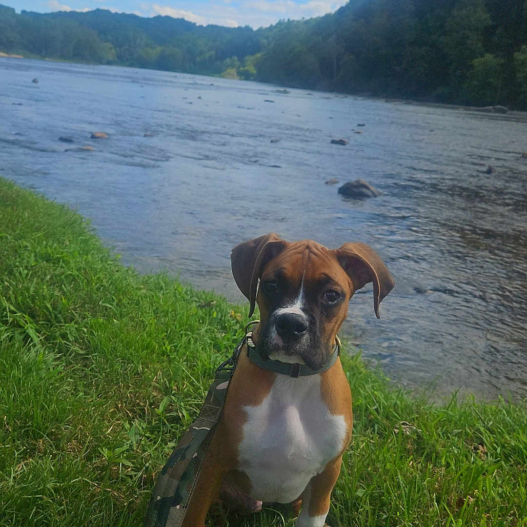 Jubee joined the competition — help win amazing prizes! animal, brown_dog, canine, clouds, collar, daylight, dog, grass, landscape, leash, nature, outdoor, pet, puppy, river, sky, summer, trees, water, white_chest