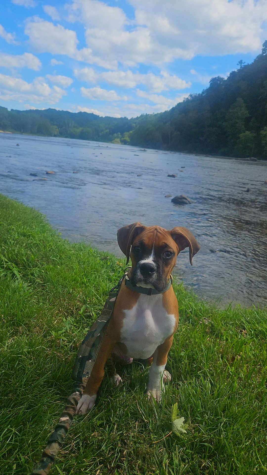 Jubee joined the competition — help win amazing prizes! dog, puppy, grass, river, water, sky, clouds, nature, outdoor, leash, collar, brown_dog, white_chest, trees, landscape, canine, animal, pet, summer, daylight