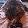 Fookets participe au concours pour gagner de l'argent avec cette photo : cat, tabby, sleeping, paws, blanket, quilted, indoor, cozy, resting, feline, fur, pet, window, home, relaxation, animal, cute, soft, mammal, quiet