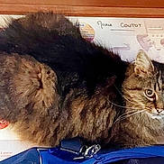 Fookets participe au concours pour gagner de l'argent avec cette photo : cat, tabby, feline, fluffy, pet, animal, box, curious, whiskers, ears, fur, closeup, indoor, container, blue_bag, domestic, looking, sitting, household, tabby_cat
