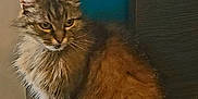 Fookets a rejoint le concours — aidez-le/la à gagner de superbes lots ! cat, tabby, fluffy, indoor, sitting, floor, feline, pet, animal, fur, whiskers, ears, tail, looking_away, calm, contemplative, home, domestic, quiet, resting