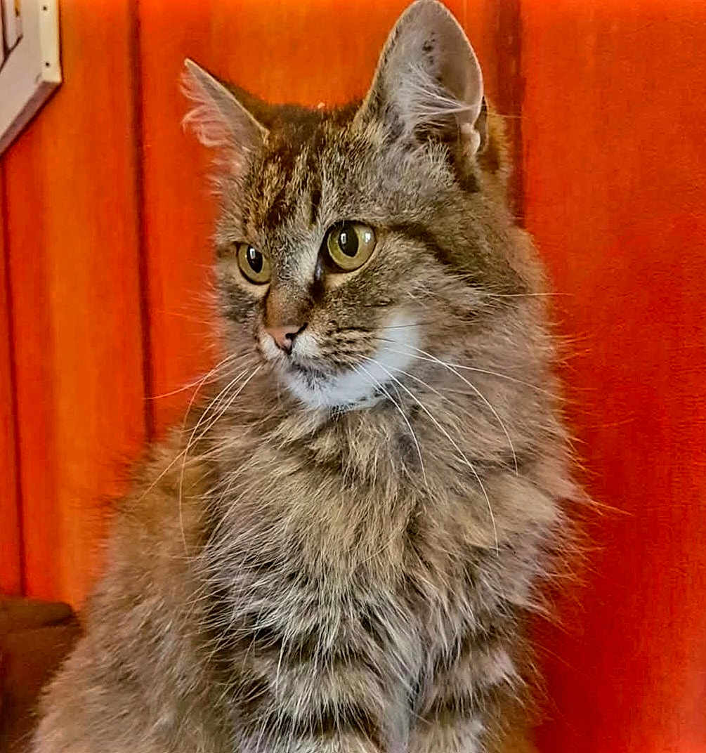 Fookets a rejoint le concours — aidez-le/la à gagner de superbes lots ! cat, tabby, fluffy, pet, animal, feline, whiskers, ears, green_eyes, portrait, indoor, wooden_background, orange_wall, fur, cute, domestic_cat, close_up, looking_away, sitting, calm