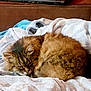 Fookets a rejoint le concours — aidez-le/la à gagner de superbes lots ! cat, tabby, sleeping, fluffy, blanket, couch, laptop, cozy, indoor, pet, fur, resting, comfort, brown, furniture, home, relaxation, soft, animal, cute