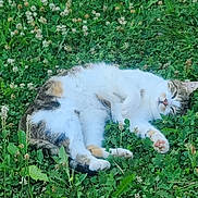 Cannabis participe au concours pour gagner de l'argent avec cette photo : cat, sleeping, outdoor, grass, clover, flowers, nature, pet, relaxed, fur, whiskers, paws, greenery, animal, resting, peaceful, cute, mammal, closeup, daylight