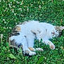 cat, sleeping, outdoor, grass, clover, flowers, nature, pet, relaxed, fur, whiskers, paws, greenery, animal, resting, peaceful, cute, mammal, closeup, daylight
