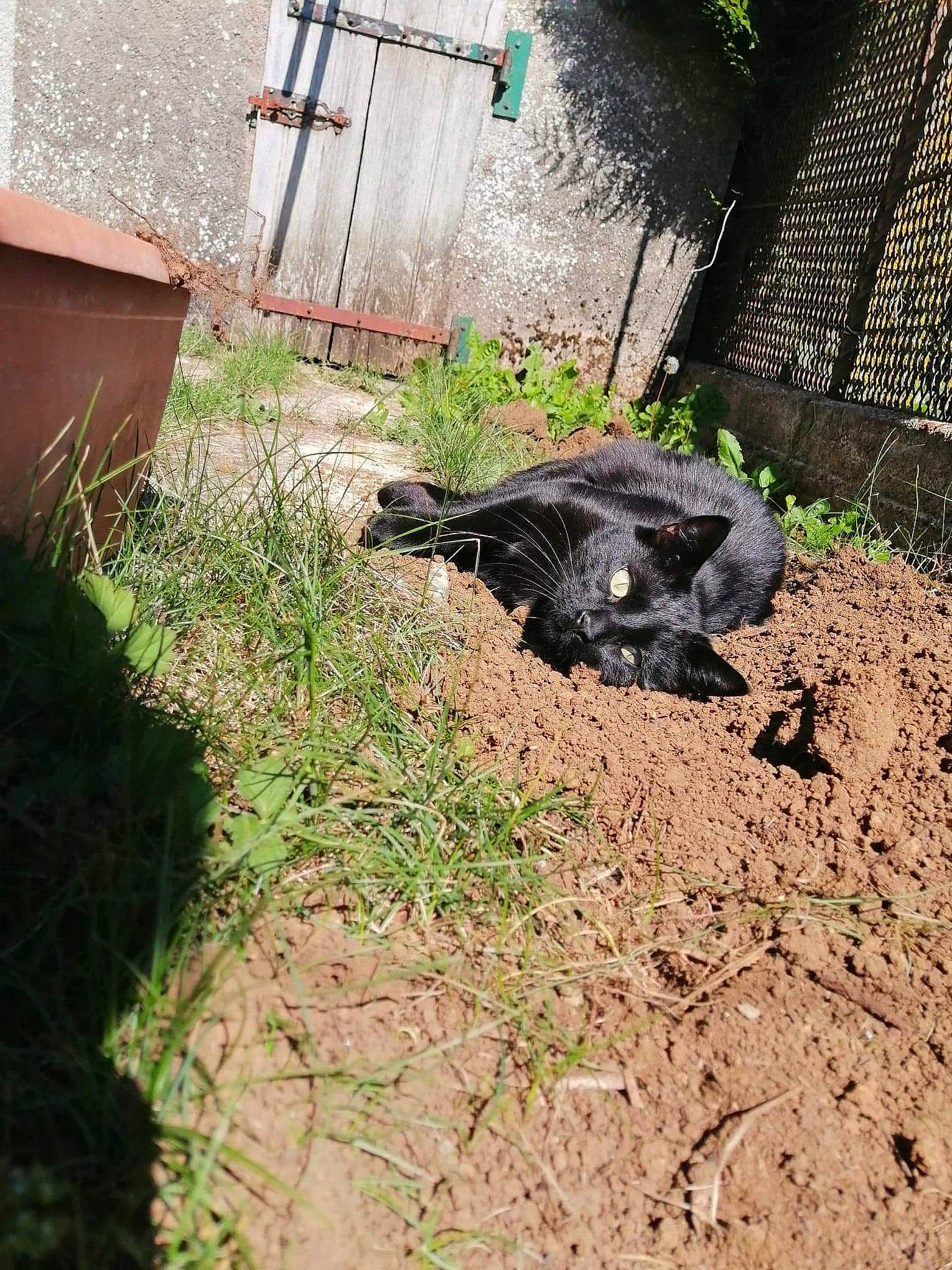 Pilou participe au concours pour gagner de l'argent avec cette photo : backyard, grass, plant, reptile, soil, turtle, yard, zoo