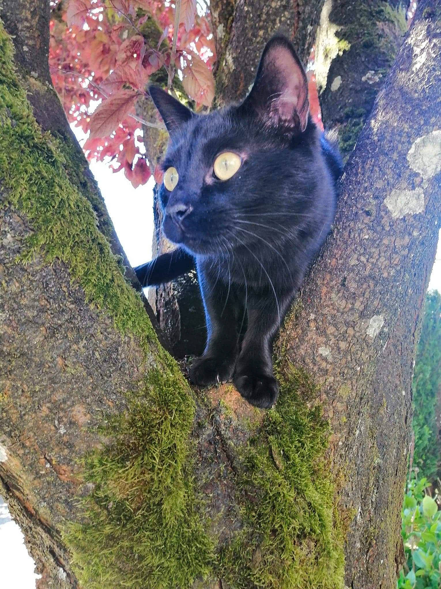 Pilou a rejoint le concours — aidez-le/la à gagner de superbes lots ! asian, black_cat, carnivore, cat, domestic_short_haired_cat, felidae, fur, grass, plant, small_to_medium_sized_cats, tree, trunk, whiskers, wildlife