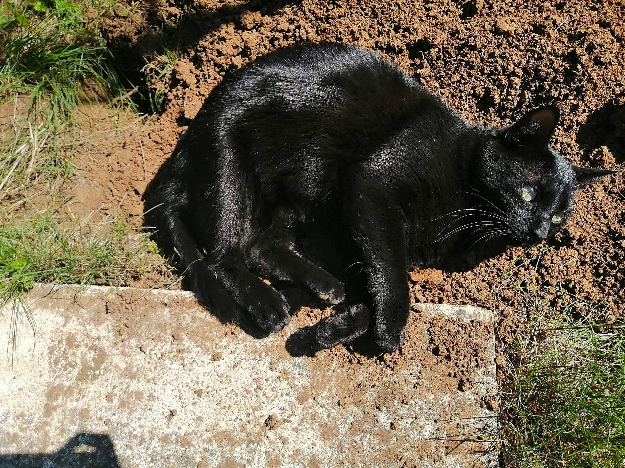 Pilou a rejoint le concours — aidez-le/la à gagner de superbes lots ! asian, black_cat, bombay, carnivore, cat, domestic_short_haired_cat, felidae, fur, havana_brown, mammal, paw, small_to_medium_sized_cats, snout, tail, vertebrate, whiskers