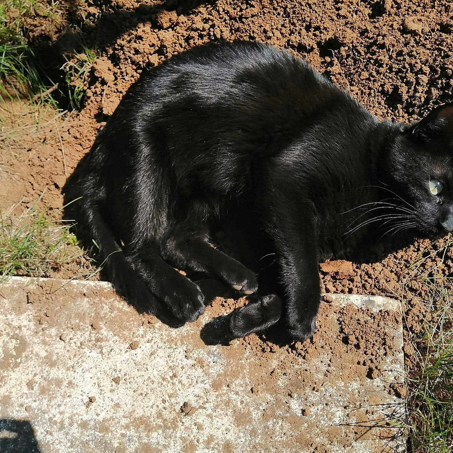 Pilou