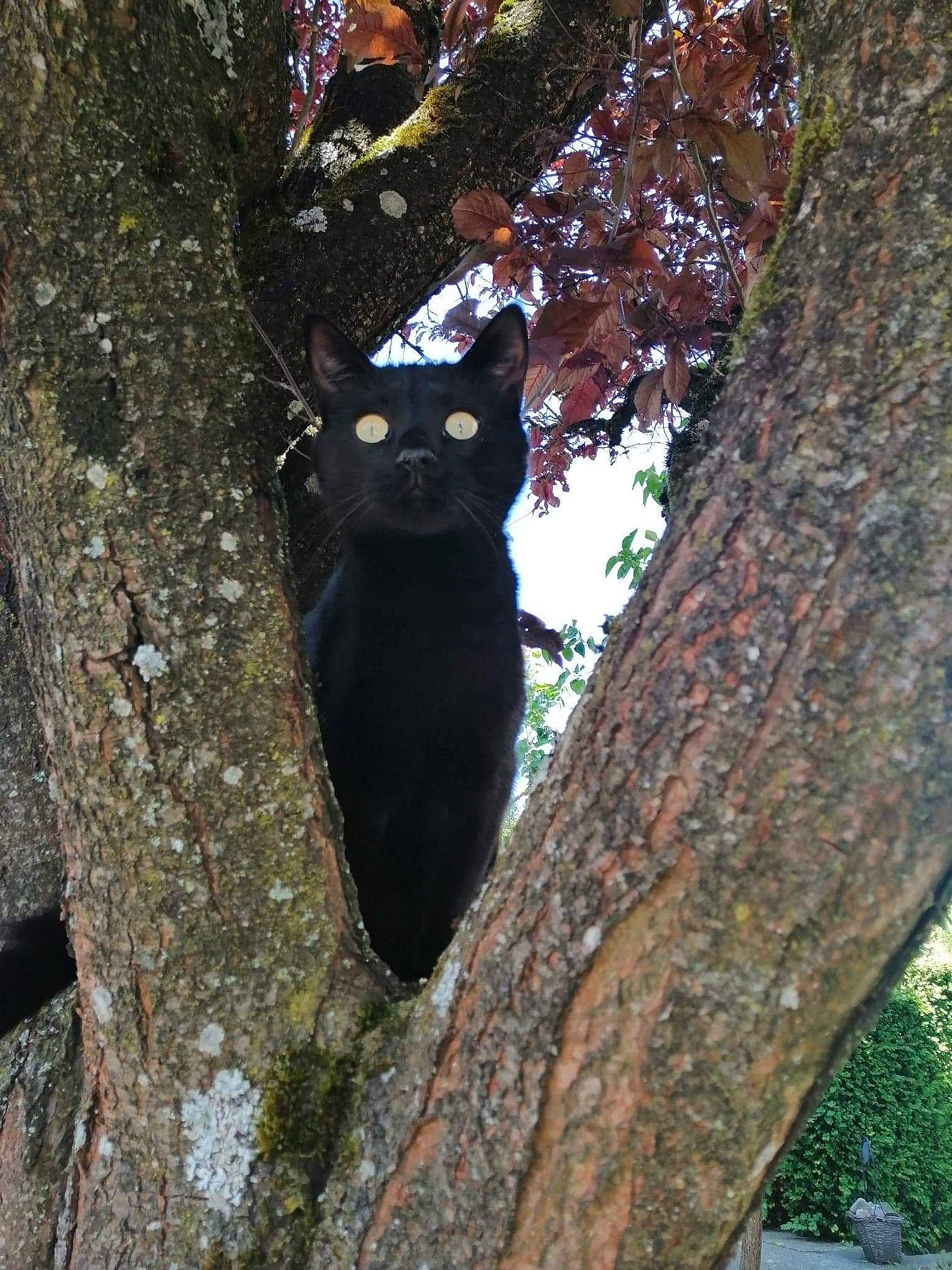 Pilou a rejoint le concours — aidez-le/la à gagner de superbes lots ! black_cat, bombay, branch, carnivore, cat, felidae, organism, plant, small_to_medium_sized_cats, tail, tree, trunk, whiskers, wildlife, wood, woody_plant