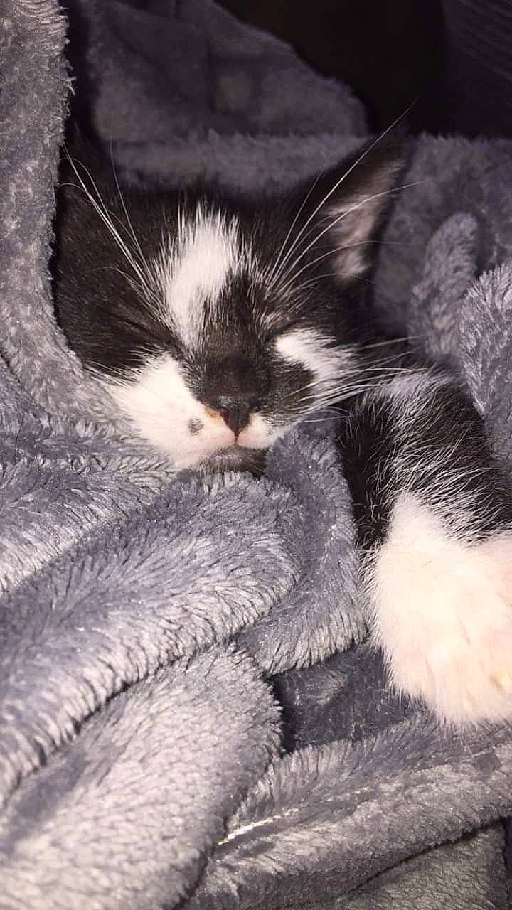 Rasta a rejoint le concours — aidez-le/la à gagner de superbes lots ! american_wirehair, black_and_white, carnivore, cat, claw, domestic_short_haired_cat, ear, felidae, fur, kitten, nap, norwegian_forest_cat, paw, polydactyl_cat, sleep, small_to_medium_sized_cats, snout, tail, whiskers