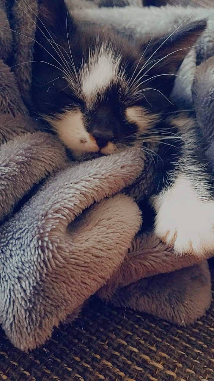 Rasta a rejoint le concours — aidez-le/la à gagner de superbes lots ! carnivore, cat, claw, felidae, fur, kitten, nap, paw, polydactyl_cat, sleep, small_to_medium_sized_cats, tail, whiskers