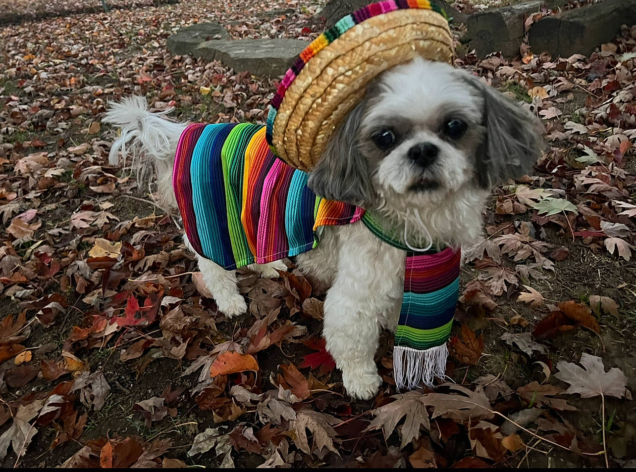 Dude joined the competition — help win amazing prizes! canidae, carnivore, collar, companion_dog, dog, dog_breed, dog_clothes, dog_collar, dog_supply, fawn, grass, liver, pet_supply, shih_tzu, small_terrier, snout, sporting_group, toy_dog, water_dog, working_animal
