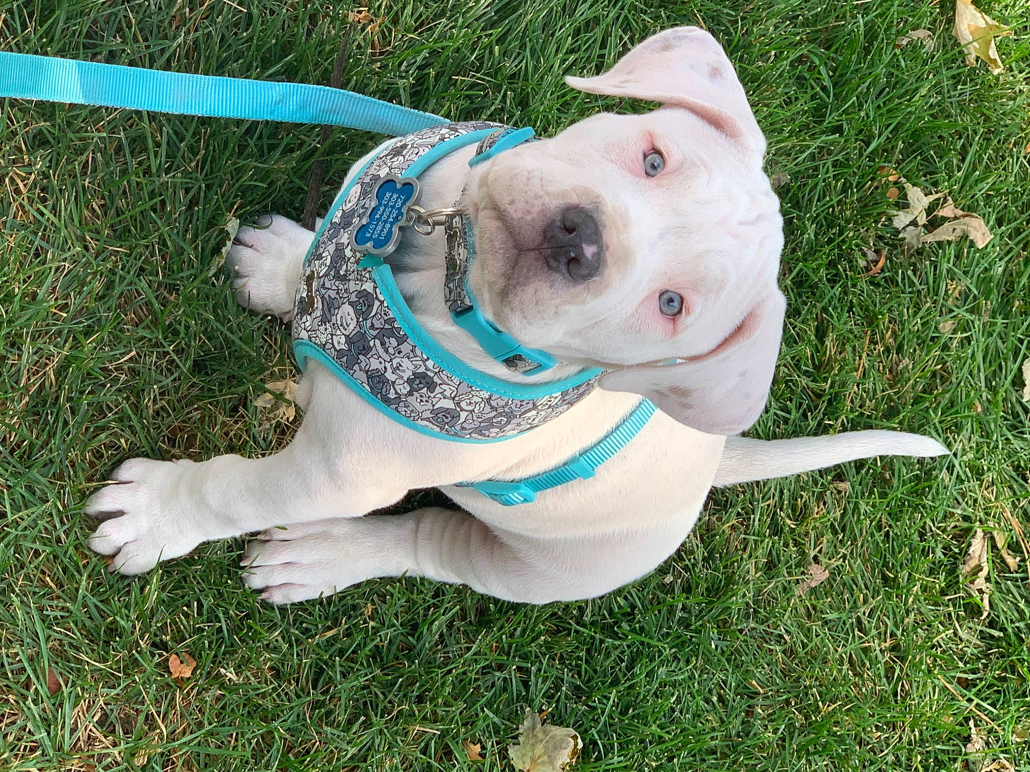 Finnegan joined the competition — help win amazing prizes! american_bulldog, australian_bulldog, canidae, carnivore, collar, companion_dog, dog, dog_breed, dog_clothes, dog_collar, fashion_accessory, fawn, french_bulldog, grass, leash, non_sporting_group, pit_bull, puppy, snout, sporting_group