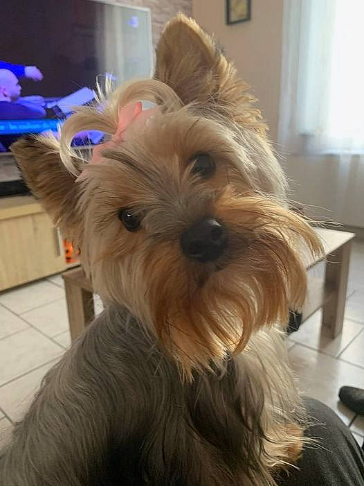 Tina a rejoint le concours — aidez-le/la à gagner de superbes lots ! canidae, carnivore, companion_dog, dog, dog_breed, dog_supply, ear, fashion_accessory, fawn, flooring, holiday, liver, picture_frame, small_terrier, snout, sporting_group, terrier, toy_dog, window, working_animal