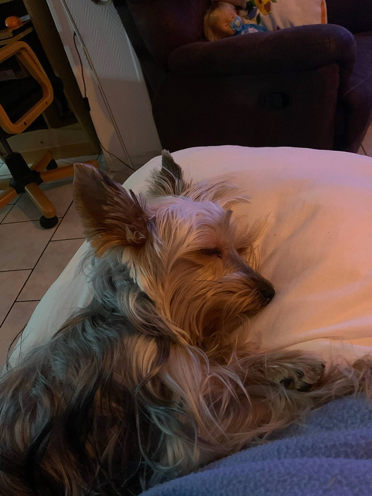 Tina a rejoint le concours — aidez-le/la à gagner de superbes lots ! canidae, carnivore, chair, comfort, companion_dog, dog, dog_breed, dog_supply, ear, fawn, flooring, fur, liver, small_terrier, snout, sporting_group, terrier, toy_dog, whiskers, working_animal