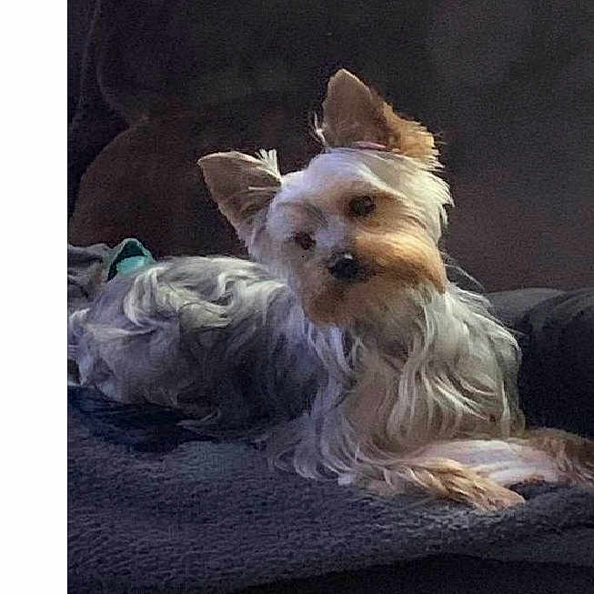 Tina a rejoint le concours — aidez-le/la à gagner de superbes lots ! animal, ball, canine, couch, cushion, dog, furniture, homedecor, linen, person, pet, poodle, puppy, sleeping, snout, sport, tennis, tennisball, terrier, whitedog