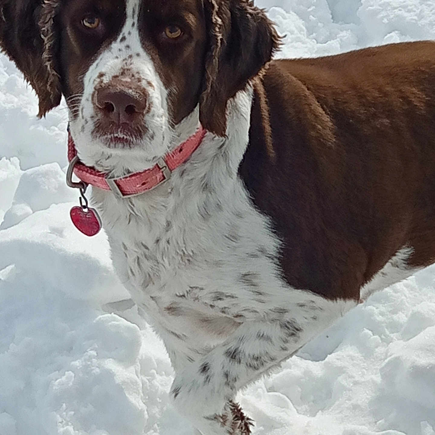 Gracie