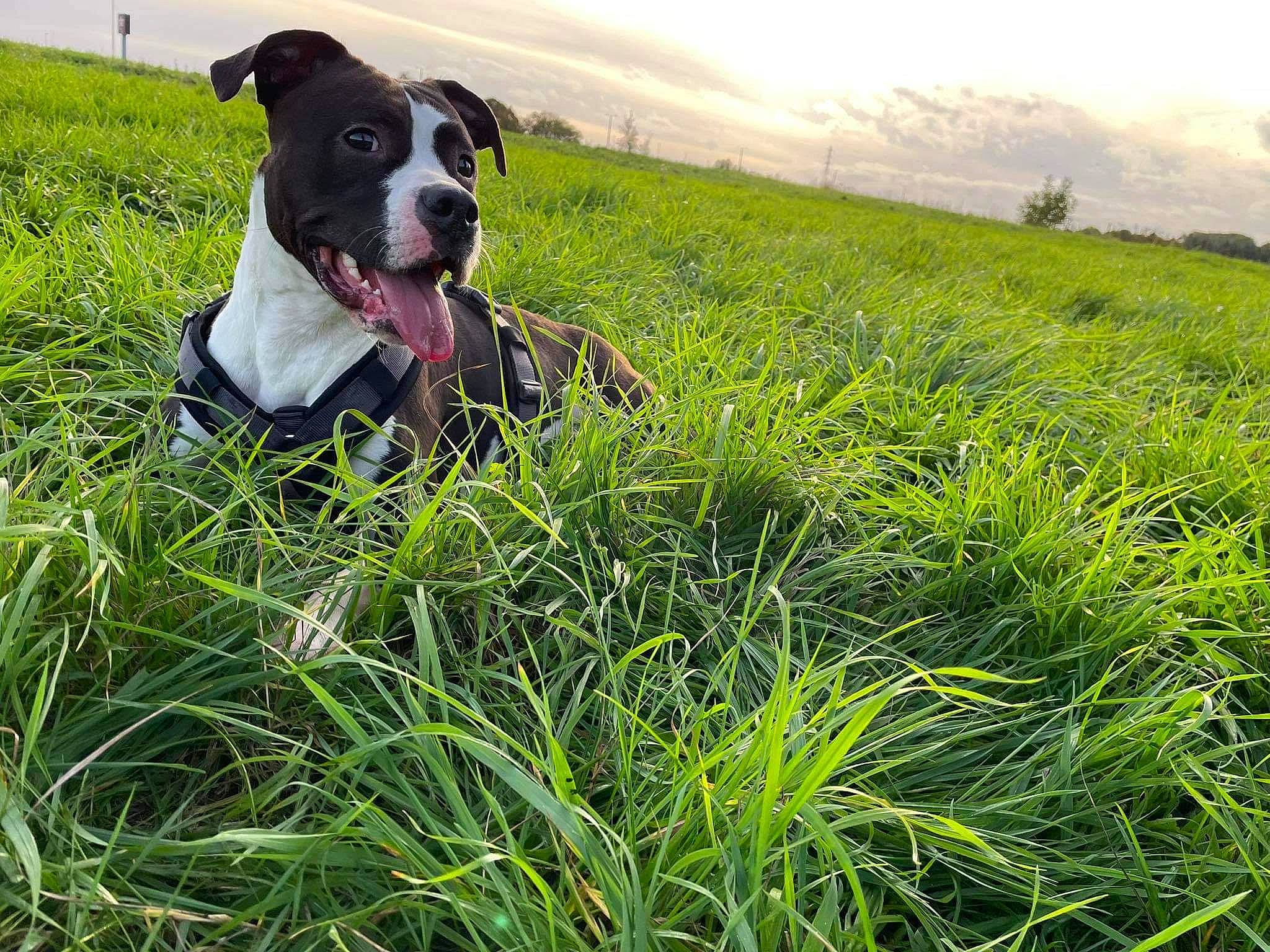 Gaïa participe au concours pour gagner de l'argent avec cette photo : agriculture, carnivore, cloud, collar, companion_dog, dog, dog_breed, fawn, grass, grass_family, grassland, happy, meadow, natural_landscape, pasture, people_in_nature, plant, prairie, sky, working_animal