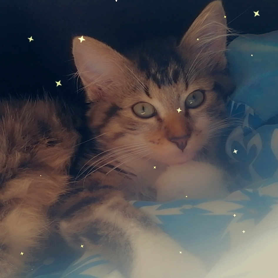 Albert a rejoint le concours — aidez-le/la à gagner de superbes lots ! abyssinian, angora, animal, blanket, brasssection, cat, face, head, horn, kitten, lighting, manx, nature, night, outdoors, person, pet, photography, portrait, siamese