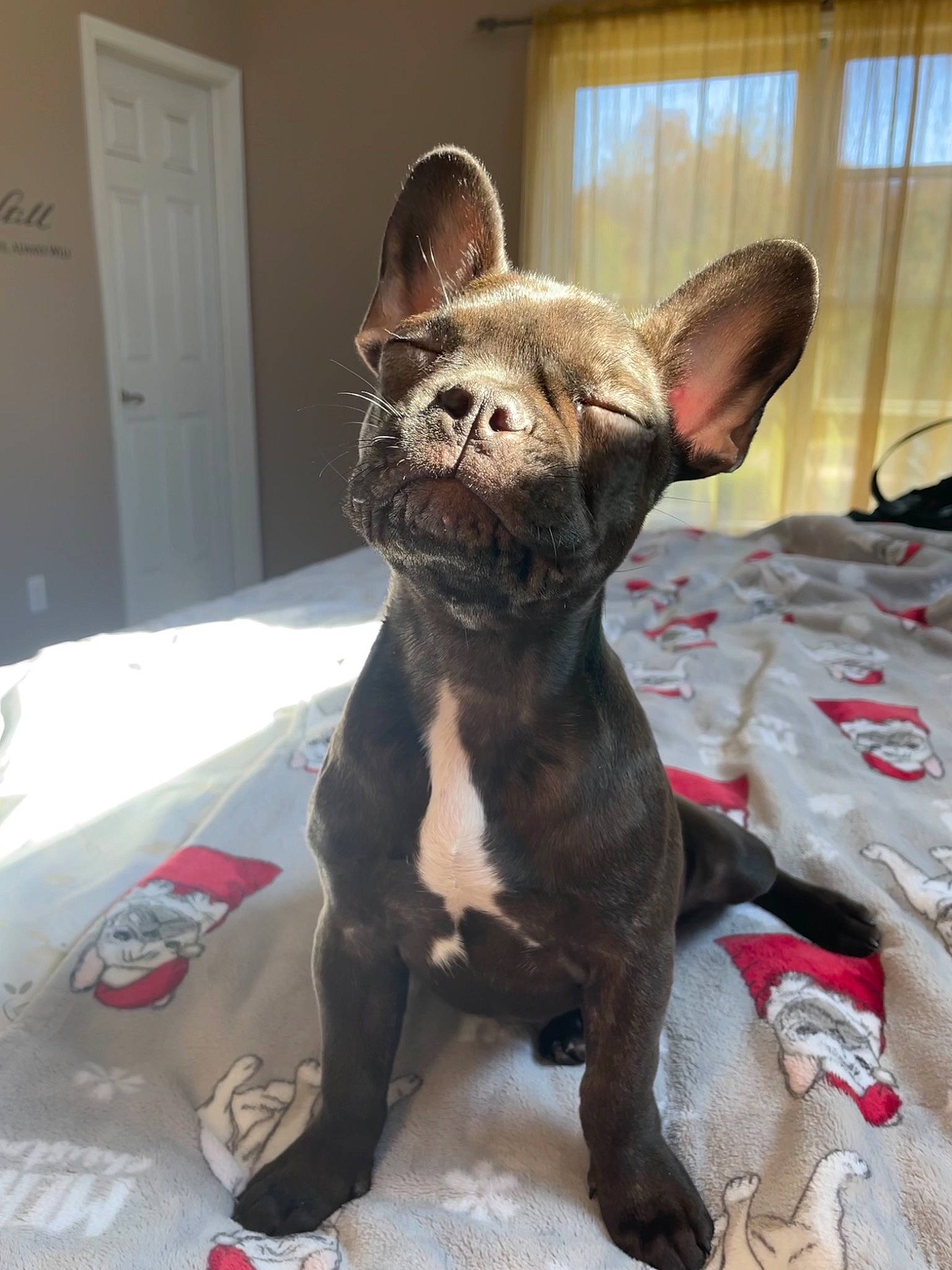 Ember joined the competition — help win amazing prizes! canidae, carmine, carnivore, collar, companion_dog, dog, dog_breed, door, ear, fawn, felidae, fur, liver, sculpture, snout, sporting_group, terrestrial_animal, toy_dog, whiskers, working_animal