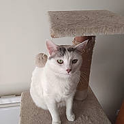 Nioky a rejoint le concours — aidez-le/la à gagner de superbes lots ! cat, white_cat, gray_markings, green_eyes, cat_tree, indoor, pet, feline, fur, animal, whiskers, ears, paws, scratched_cat_tree, toy_ball, neutral_background, domestic_cat, sitting, looking, close_up