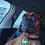 dog, brown_dog, boxer, car_interior, seat, collar, leash, dog_tag, pet, animal, side_view, window, seatbelt, looking_away, canine, indoor, vehicle, muzzle, tongue, pet_accessory