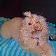 Graiska a rejoint le concours — aidez-le/la à gagner de superbes lots ! carnivoran, cockapoo, companion_dog, dog, dog_breed, dog_breed_group, dog_like_mammal, goldendoodle, lagotto_romagnolo, miniature_poodle, non_sporting_group, poodle, poodle_crossbreed, puppy, snout, spanish_water_dog, standard_poodle, toy_poodle, vertebrate, water_dog