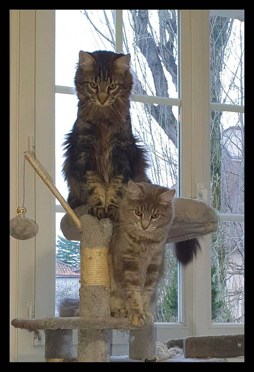 Sakura a rejoint le concours — aidez-le/la à gagner de superbes lots ! art, carnivore, cat, domestic_short_haired_cat, fawn, felidae, fur, small_to_medium_sized_cats, snout, tail, terrestrial_animal, tree, trunk, twig, whiskers, window, winter, wood