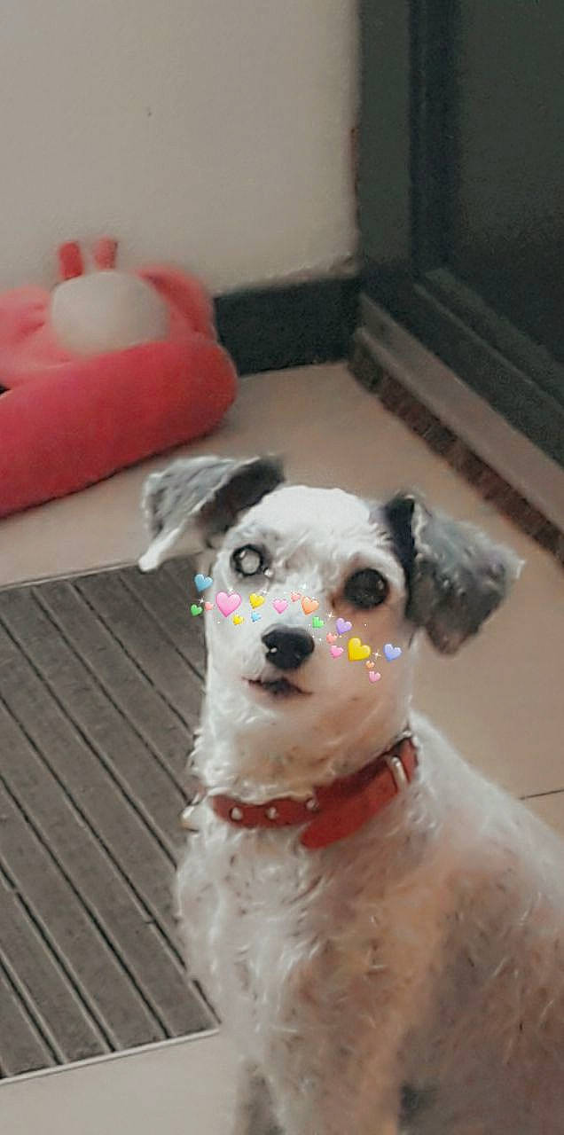 Tintin participe au concours pour gagner de l'argent avec cette photo : canidae, carnivore, companion_dog, dog, dog_breed, dog_collar, mammal, miniature_schnauzer, non_sporting_group, parson_russell_terrier, rare_breed_dog, schnauzer, schnoodle, sealyham_terrier, snout, terrier, vertebrate, wire_hair_fox_terrier