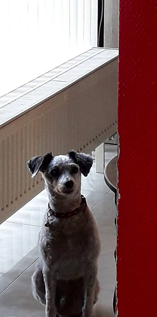 Tintin a rejoint le concours — aidez-le/la à gagner de superbes lots ! canidae, carnivore, dog, dog_breed, door, mammal, snout, sporting_group, street_dog, vertebrate, whiskers, window