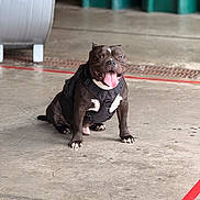 Midnight Rico joined the competition — help win amazing prizes! dog, black_dog, harness, sitting, tongue_out, concrete_floor, red_line, industrial, happy, pet, animal, indoor, playful, muscular, short_hair, paw, ears, snout, eyes, canine