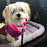 Tootsie is registered to the contest to win money with this photo: carnivoran, companion_dog, dog, dog_breed, dog_clothes, dog_like_mammal, fur, havanese, lhasa_apso, maltese, morkie, puppy, puppy_love, shih_tzu, snout