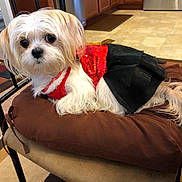 Tootsie is registered to the contest to win money with this photo: carnivoran, companion_dog, dog, dog_breed, dog_like_mammal, havanese, lhasa_apso, maltese, morkie, puppy, shih_tzu, snout
