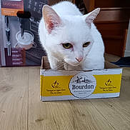 Léa a rejoint le concours — aidez-le/la à gagner de superbes lots ! cat, white_cat, cardboard_box, floor, wooden_floor, box, pet, indoor, animal, feline, green_eyes, curious, Philips_box, coffee_machine_box, yellow_label, household, domestic, closeup, portrait, resting