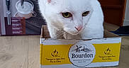 Léa a rejoint le concours — aidez-le/la à gagner de superbes lots ! Philips_box, animal, box, cardboard_box, cat, closeup, coffee_machine_box, curious, domestic, feline, floor, green_eyes, household, indoor, pet, portrait, resting, white_cat, wooden_floor, yellow_label