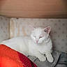 Léa participe au concours pour gagner de l'argent avec cette photo : animal, blanket, calm, cat, closeup, comfort, cozy, cute, domestic_cat, feline, fur, indoor, mammal, pet, quiet, relaxed, resting, sleeping, soft, white_cat