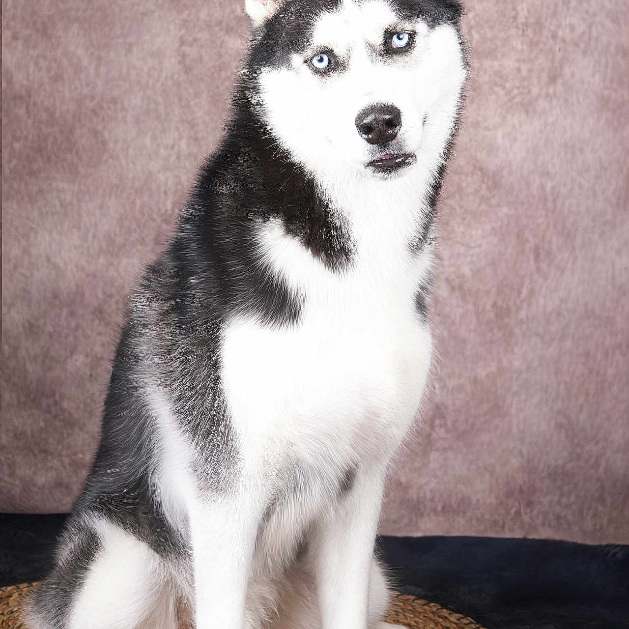 Gorm participe au concours pour gagner de l'argent avec cette photo : alert, animal, black_and_white, blue_eyes, canine, cute, dog, ears, floor, fluffy, fur, husky, indoors, mat, nose, pet, portrait, sitting, studio, whiskers