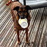 animal, backyard, brown_dog, canine, chair, container, daylight, dog, domestic_animal, furniture, grey_cushion, hopeful, looking_up, outdoor, pet, pet_toy, plastic_container, red_chew_toy, wooden_deck, wooden_floor