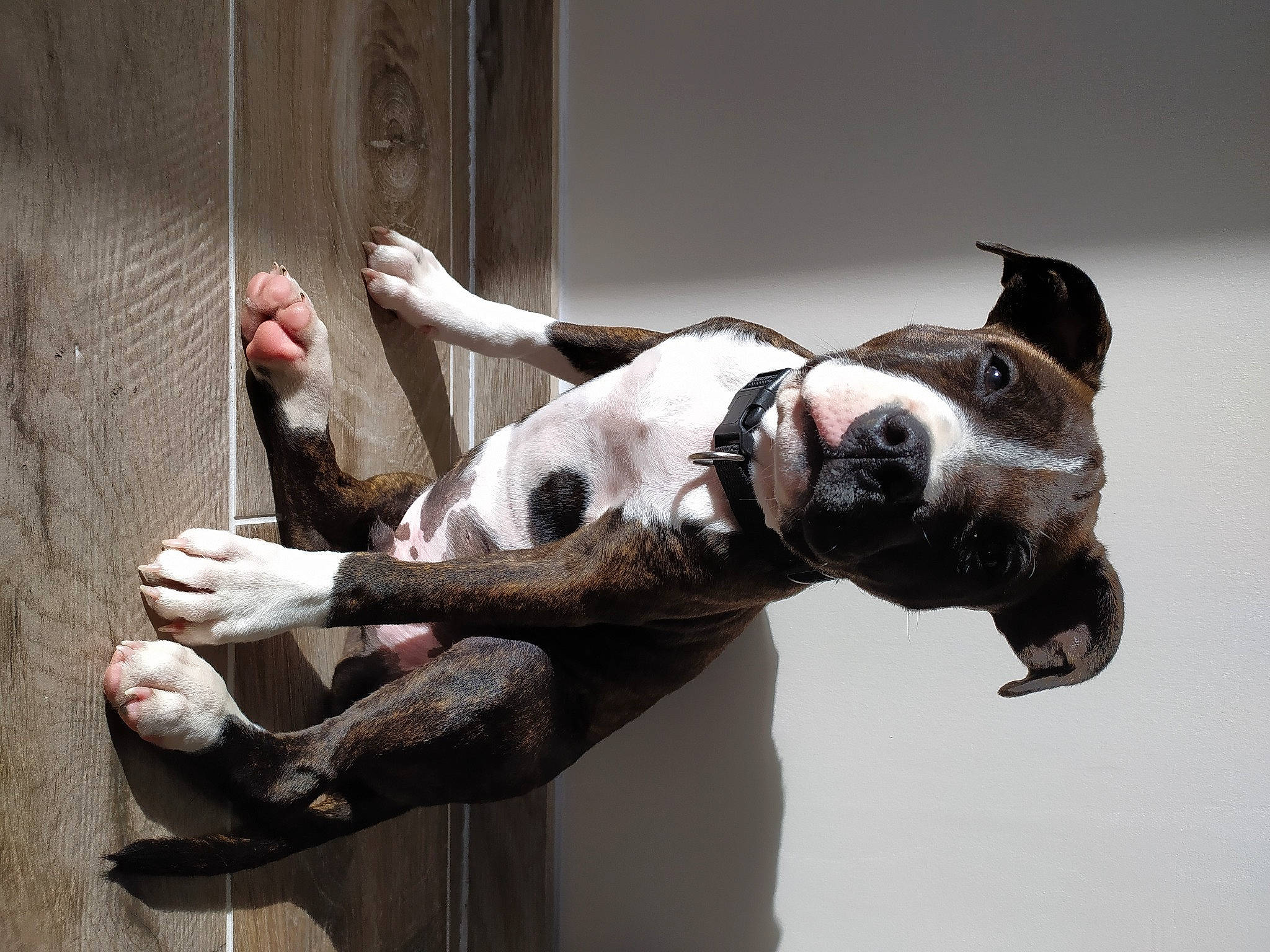 Silver a rejoint le concours — aidez-le/la à gagner de superbes lots ! ancient_dog_breeds, boston_terrier, canidae, carnivore, collar, comfort, companion_dog, dog, dog_breed, dog_collar, ear, fawn, guard_dog, non_sporting_group, snout, sporting_group, tail, whiskers, working_animal, working_dog