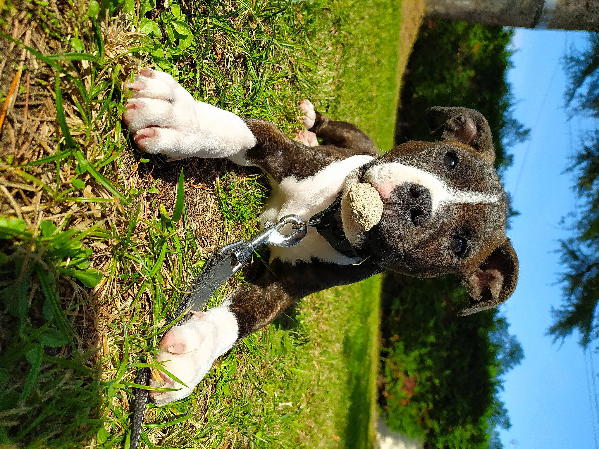 Silver a rejoint le concours — aidez-le/la à gagner de superbes lots ! art, canidae, carnivore, collar, companion_dog, dog, dog_breed, dog_collar, fawn, gesture, grass, head, mammal, people_in_nature, plant, snout, sporting_group, tail, tree, working_animal