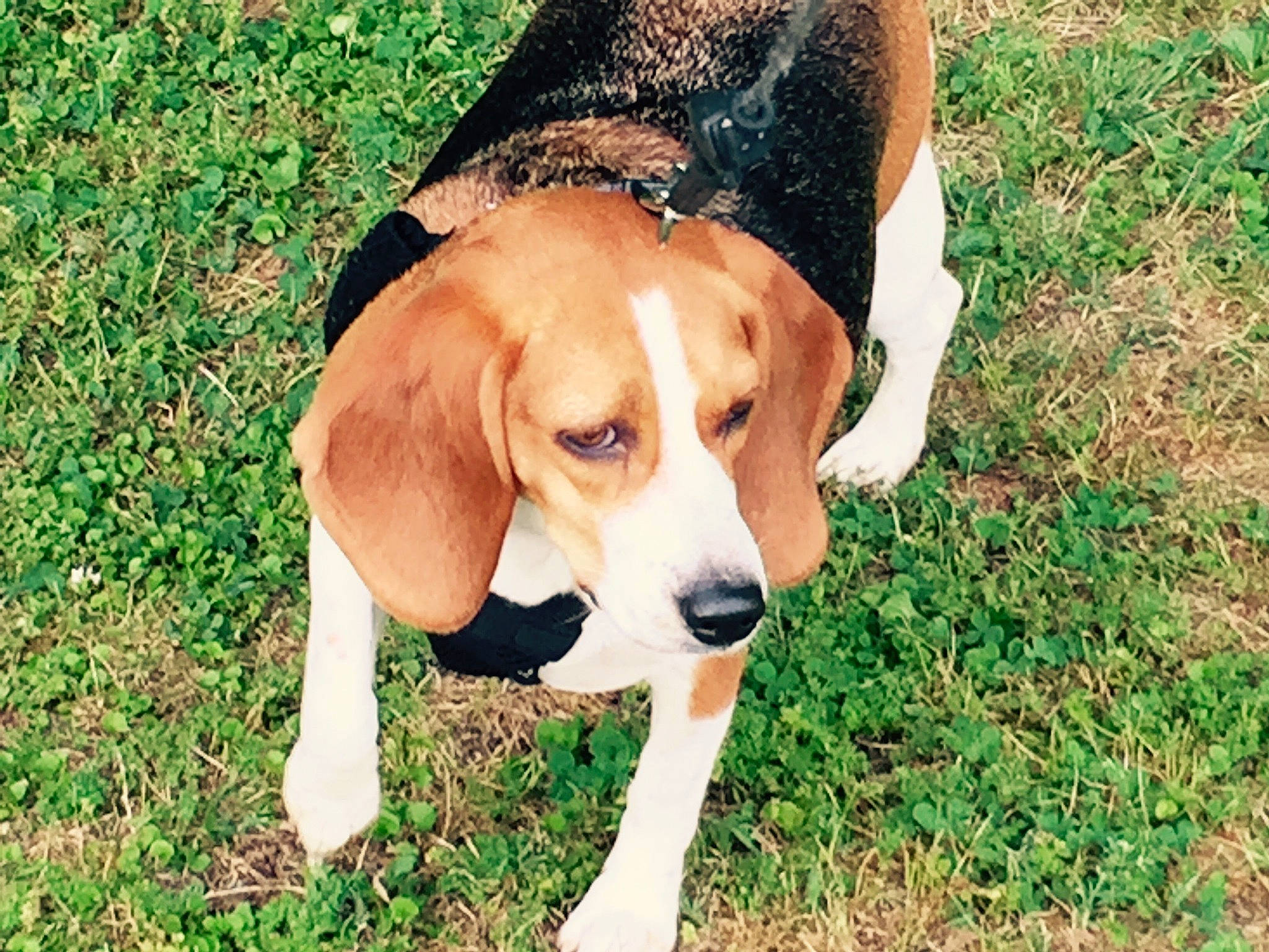 Gracie joined the competition — help win amazing prizes! canidae, carnivore, companion_dog, dog, dog_breed, dog_supply, fawn, fur, grass, hat, hound, hunting_dog, liver, plant, scent_hound, snout, sporting_group, tail, working_animal